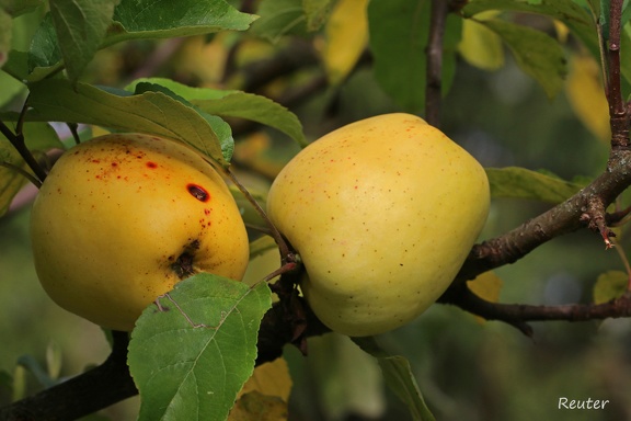 Kulturapfel (Malus domestica)